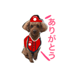 広島LOVE犬（個別スタンプ：6）