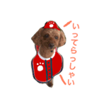 広島LOVE犬（個別スタンプ：7）