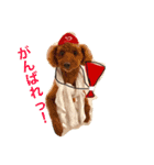 広島LOVE犬（個別スタンプ：9）