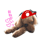 広島LOVE犬（個別スタンプ：11）