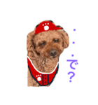 広島LOVE犬（個別スタンプ：13）