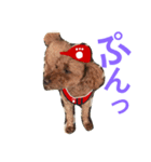 広島LOVE犬（個別スタンプ：15）