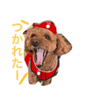 広島LOVE犬（個別スタンプ：16）