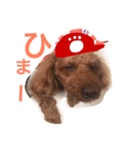 広島LOVE犬（個別スタンプ：20）