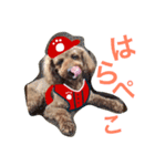 広島LOVE犬（個別スタンプ：21）