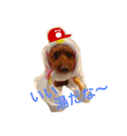 広島LOVE犬（個別スタンプ：22）