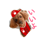 広島LOVE犬（個別スタンプ：23）
