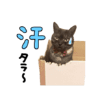 【ココラテ】普段使えるネコのスタンプ2（個別スタンプ：6）
