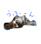 キャバタンプ（個別スタンプ：1）