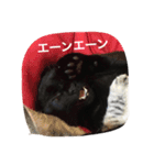 使えるニャチジョウstamp3（個別スタンプ：1）