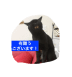 使えるニャチジョウstamp3（個別スタンプ：2）