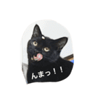 使えるニャチジョウstamp3（個別スタンプ：4）