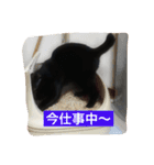 使えるニャチジョウstamp3（個別スタンプ：7）