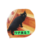 使えるニャチジョウstamp3（個別スタンプ：8）