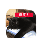 使えるニャチジョウstamp3（個別スタンプ：9）