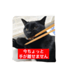 使えるニャチジョウstamp3（個別スタンプ：10）