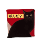 使えるニャチジョウstamp3（個別スタンプ：11）