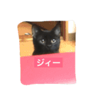 使えるニャチジョウstamp3（個別スタンプ：12）