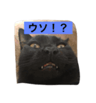 使えるニャチジョウstamp3（個別スタンプ：14）