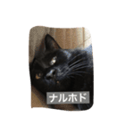 使えるニャチジョウstamp3（個別スタンプ：15）