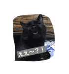 使えるニャチジョウstamp3（個別スタンプ：16）