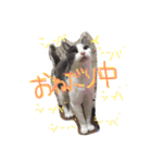 モロコシ（個別スタンプ：3）