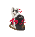モロコシ（個別スタンプ：5）