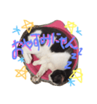 モロコシ（個別スタンプ：6）