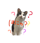 モロコシ（個別スタンプ：8）