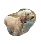 犬総集編（個別スタンプ：1）