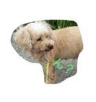 犬総集編（個別スタンプ：3）