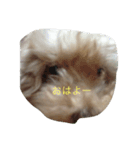 犬総集編（個別スタンプ：4）