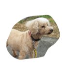 犬総集編（個別スタンプ：5）