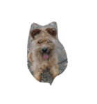 犬総集編（個別スタンプ：6）