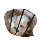 犬総集編（個別スタンプ：7）