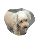犬総集編（個別スタンプ：8）