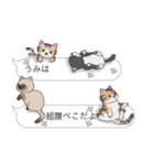 【うみ】猫だらけの吹き出し（個別スタンプ：16）