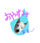 マイロの生活（個別スタンプ：1）