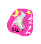マイロの生活（個別スタンプ：8）