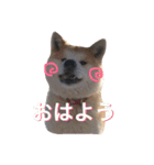 秋田犬ゴン太と寅次郎（個別スタンプ：1）