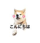 秋田犬ゴン太と寅次郎（個別スタンプ：2）
