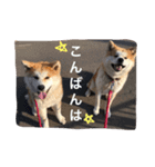 秋田犬ゴン太と寅次郎（個別スタンプ：3）