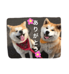秋田犬ゴン太と寅次郎（個別スタンプ：4）