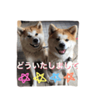 秋田犬ゴン太と寅次郎（個別スタンプ：5）