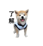 秋田犬ゴン太と寅次郎（個別スタンプ：6）