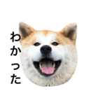 秋田犬ゴン太と寅次郎（個別スタンプ：7）