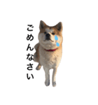 秋田犬ゴン太と寅次郎（個別スタンプ：8）