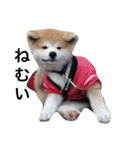 秋田犬ゴン太と寅次郎（個別スタンプ：9）