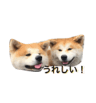 秋田犬ゴン太と寅次郎（個別スタンプ：11）