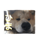 秋田犬ゴン太と寅次郎（個別スタンプ：12）